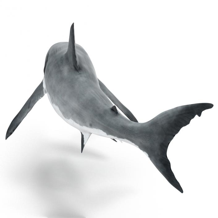 Great White Shark Attacking Pose 3D