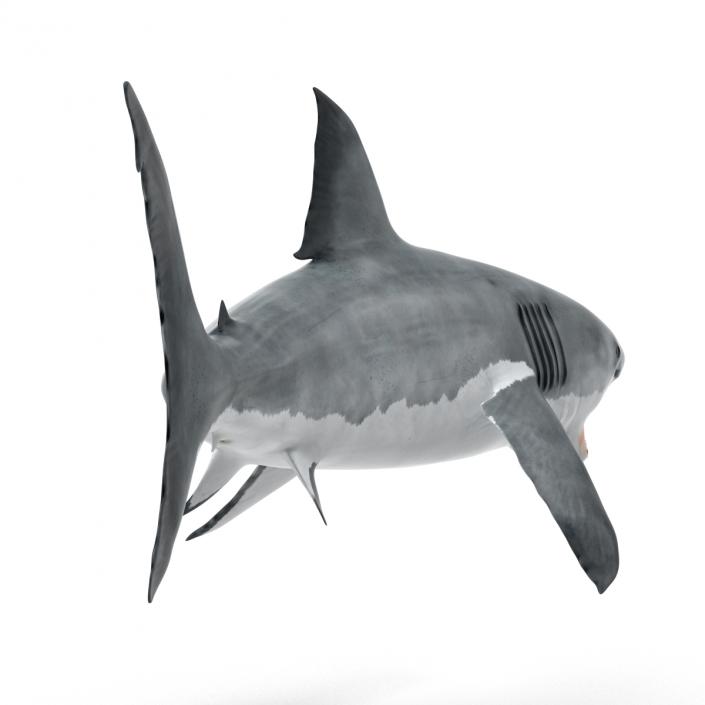 Great White Shark Attacking Pose 3D