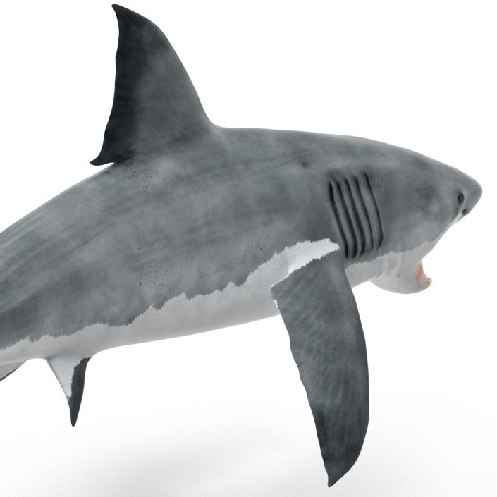 Great White Shark Attacking Pose 3D