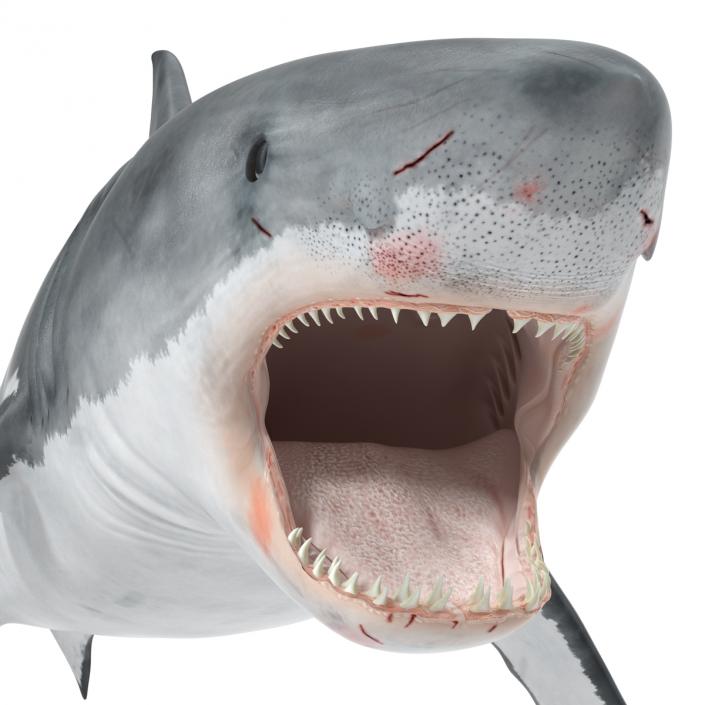 Great White Shark Attacking Pose 3D