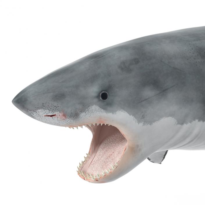 Great White Shark Attacking Pose 3D