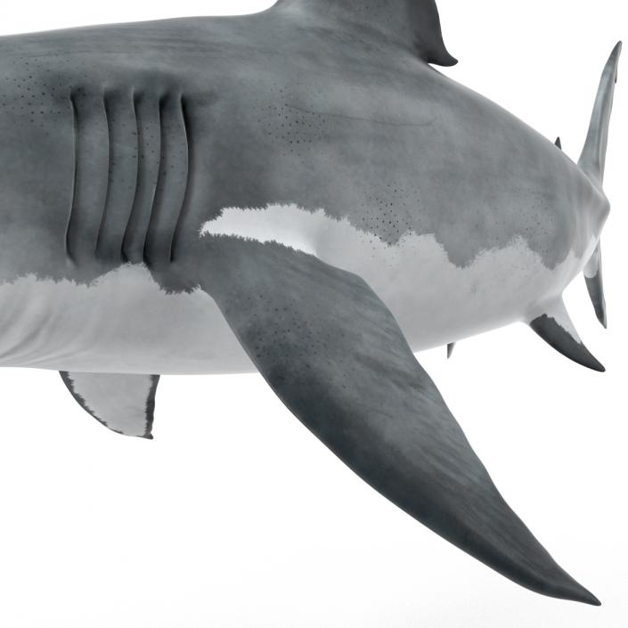 Great White Shark Attacking Pose 3D