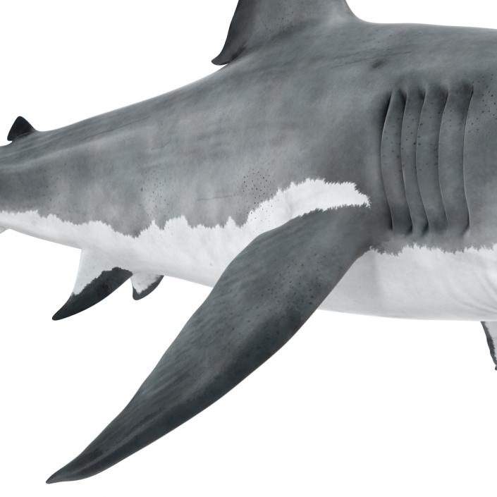 Great White Shark Attacking Pose 3D