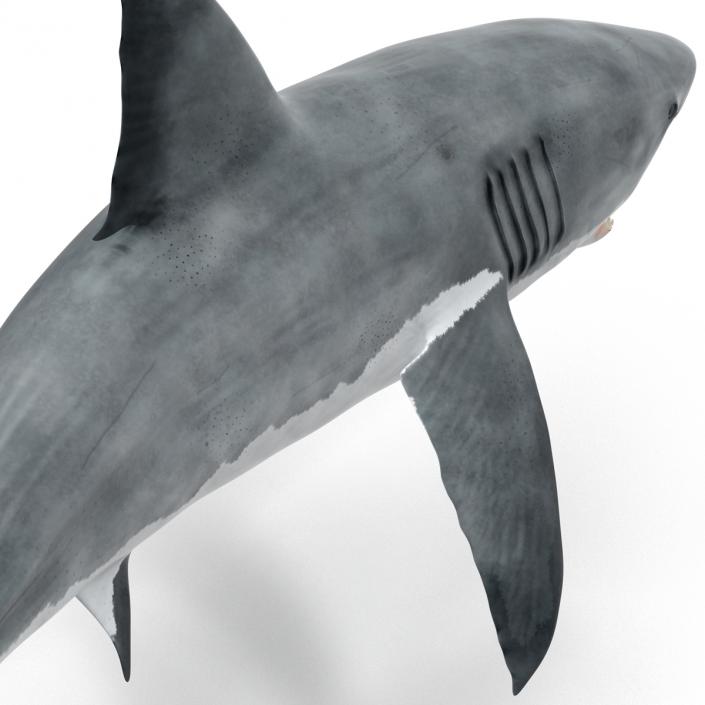 Great White Shark Attacking Pose 3D