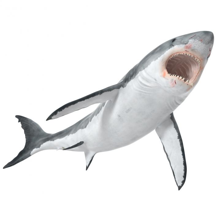 Great White Shark Attacking Pose 3D