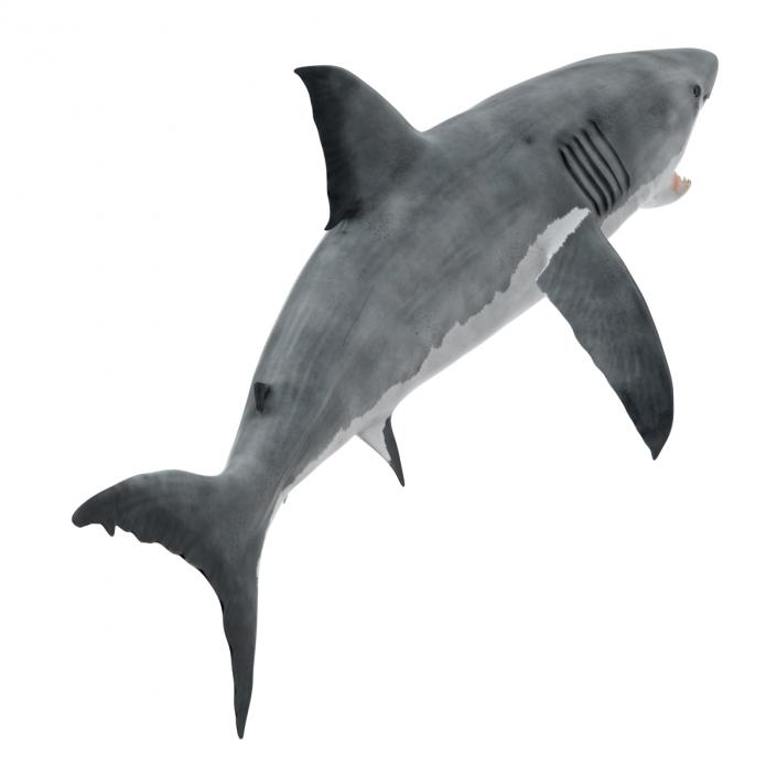 Great White Shark Attacking Pose 3D