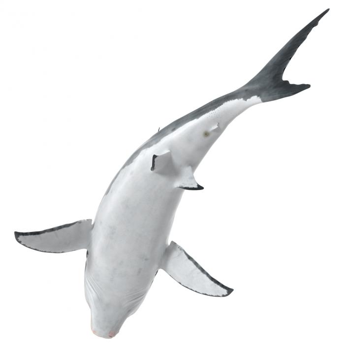 Great White Shark Attacking Pose 3D