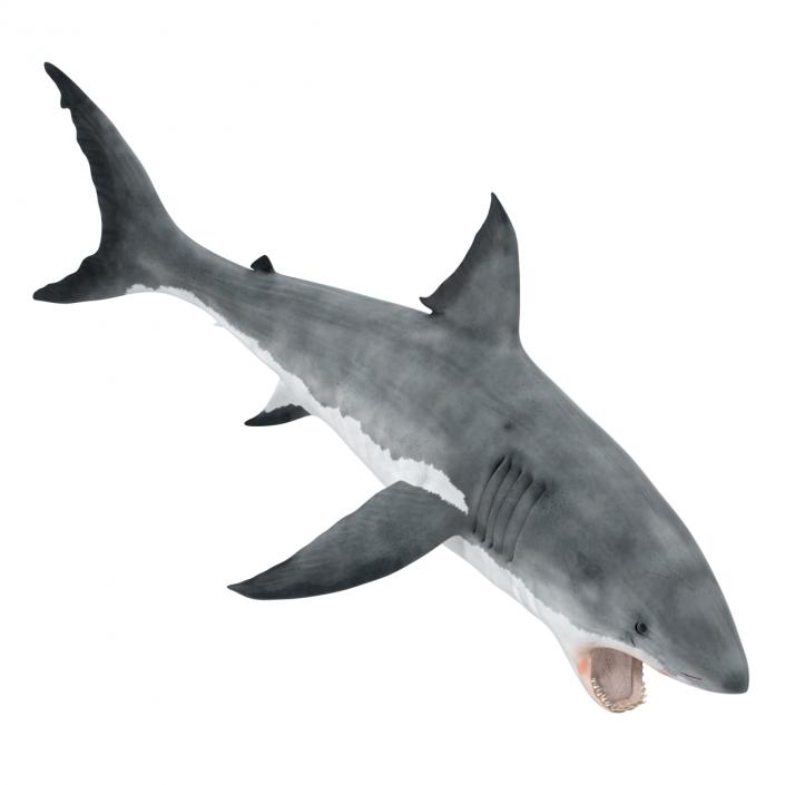 Great White Shark Attacking Pose 3D