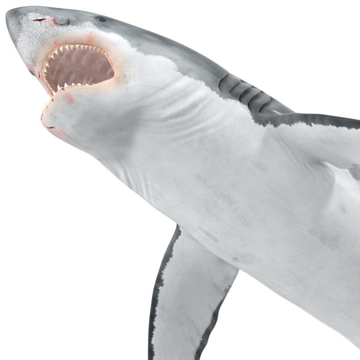 Great White Shark Attacking Pose 3D