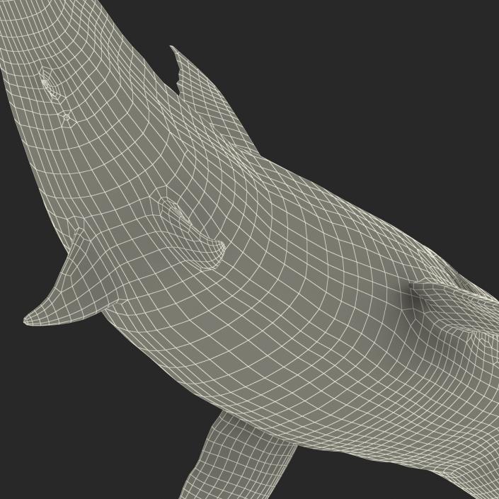 Great White Shark Attacking Pose 3D