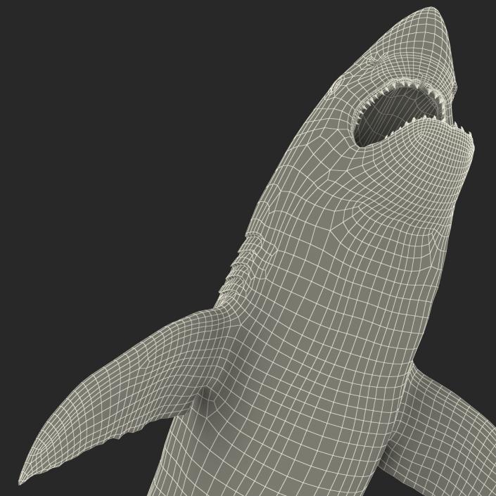 Great White Shark Attacking Pose 3D