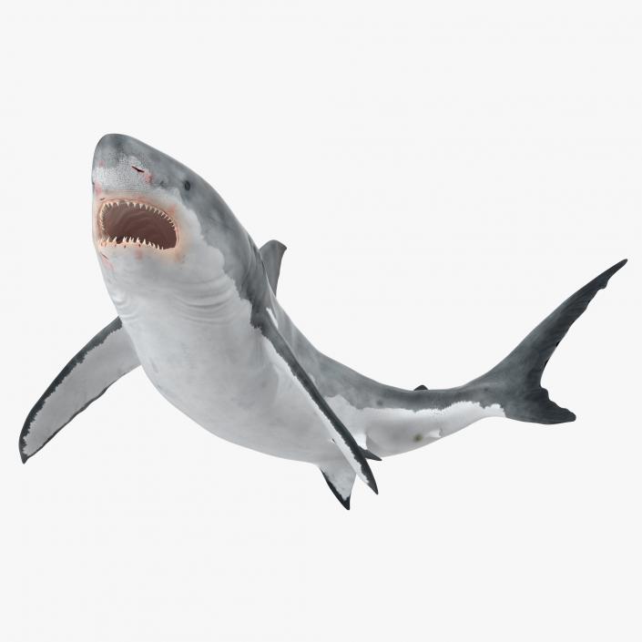 Great White Shark Rigged 3D model