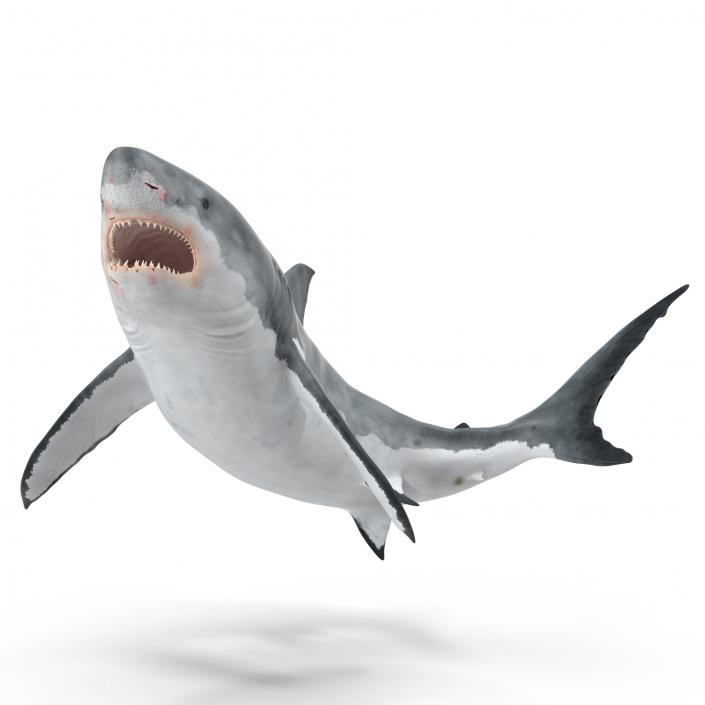 Great White Shark Rigged 3D model