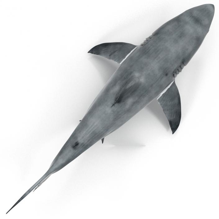 Great White Shark Rigged 3D model