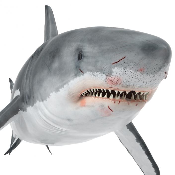 Great White Shark Rigged 3D model