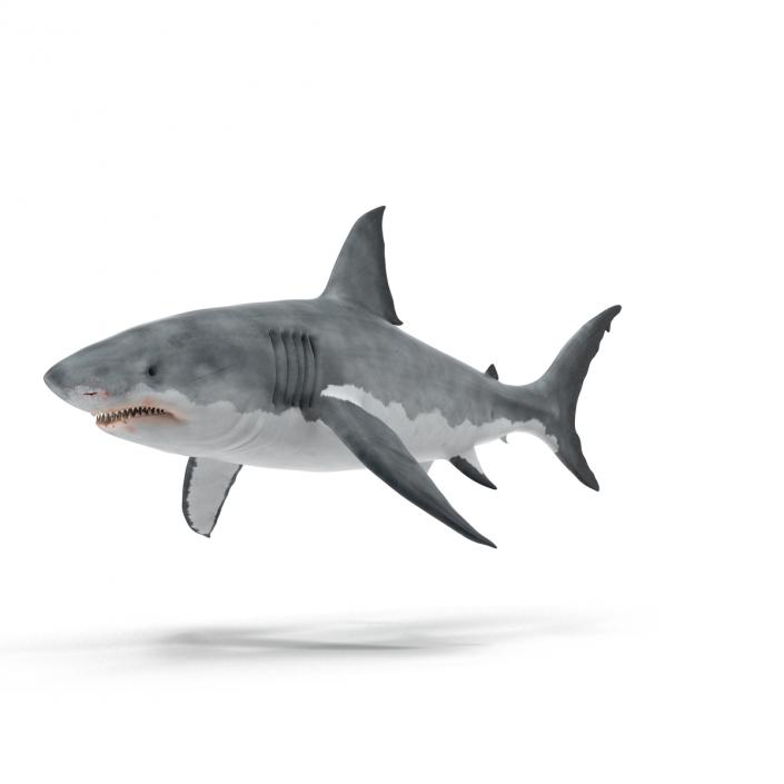 Great White Shark Rigged 3D model