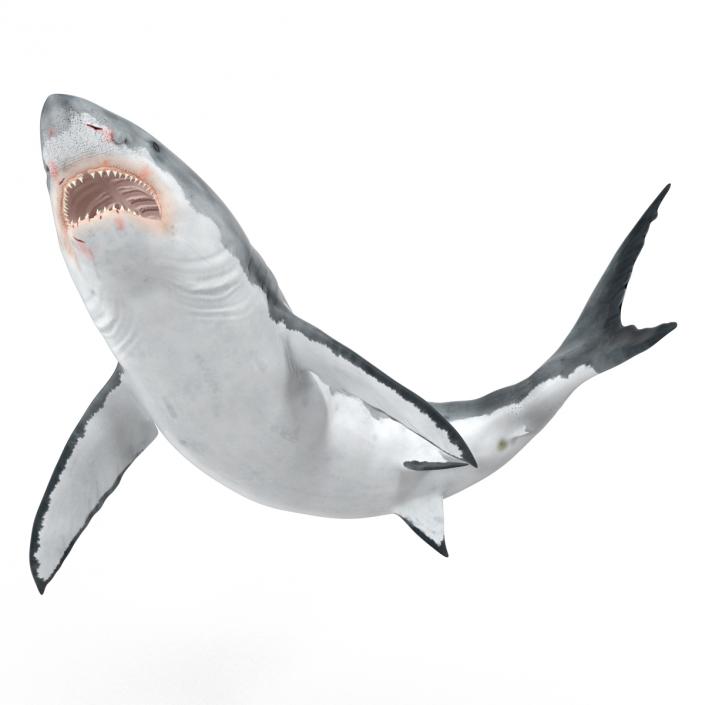 Great White Shark Rigged 3D model