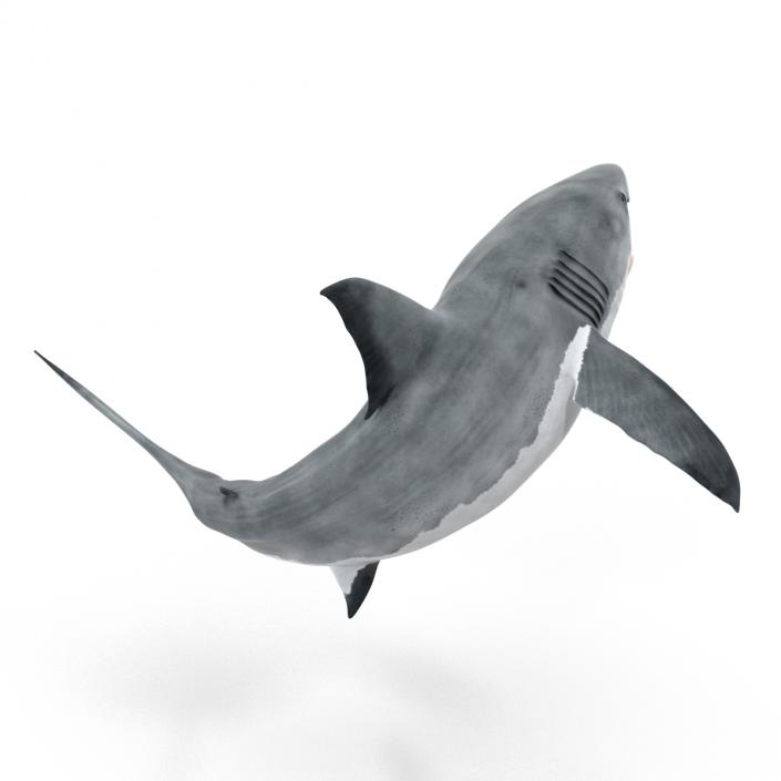 Great White Shark Rigged 3D model