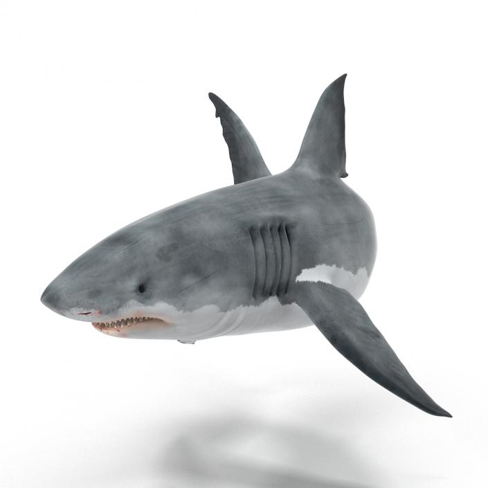 Great White Shark Rigged 3D model