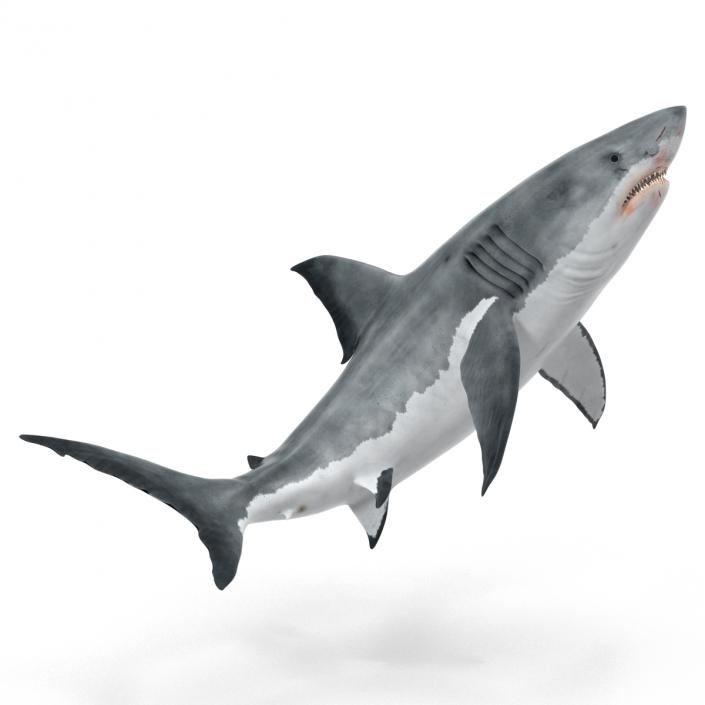 Great White Shark Rigged 3D model