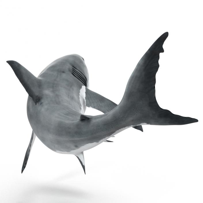 Great White Shark Rigged 3D model