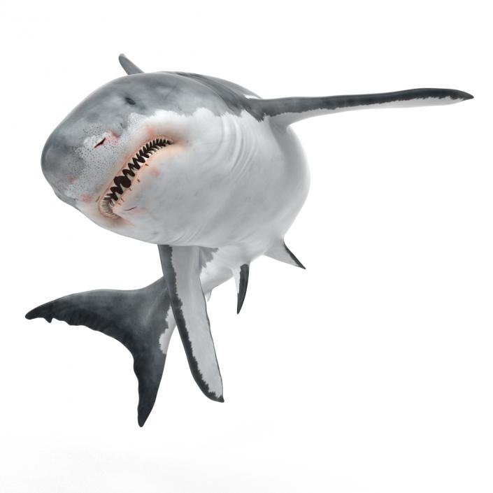 Great White Shark Rigged 3D model