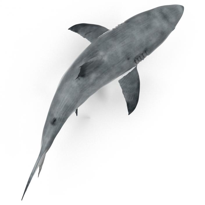 Great White Shark Rigged 3D model