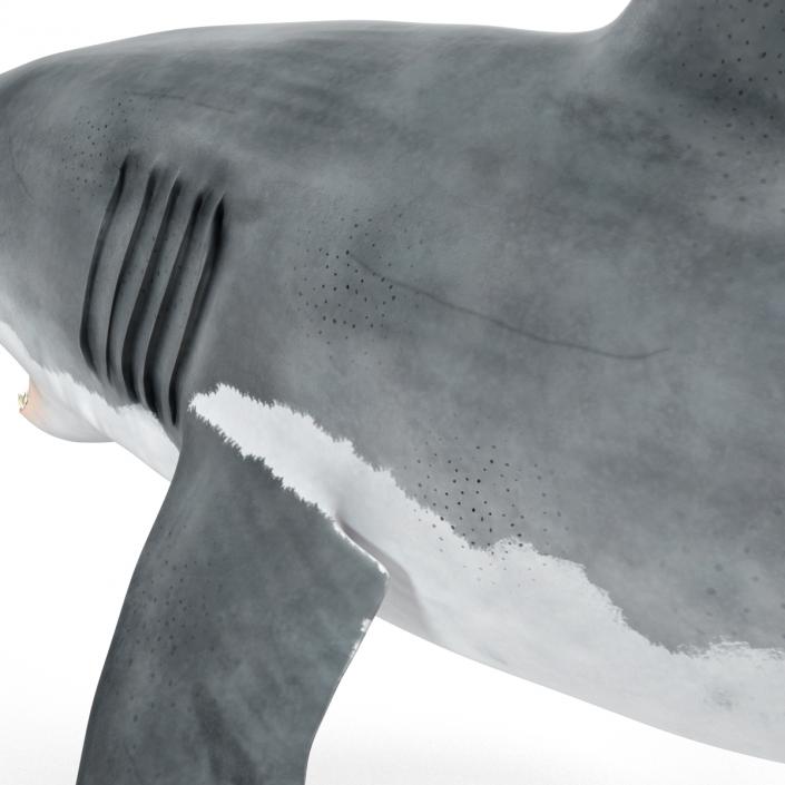 Great White Shark Rigged 3D model