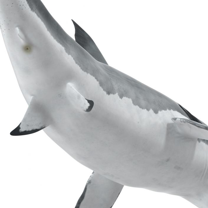 Great White Shark Rigged 3D model