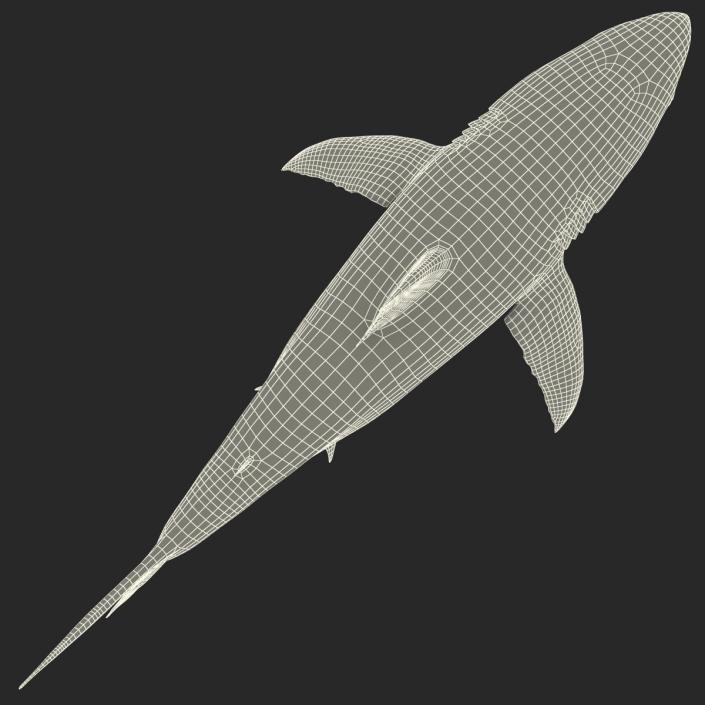 Great White Shark Rigged 3D model