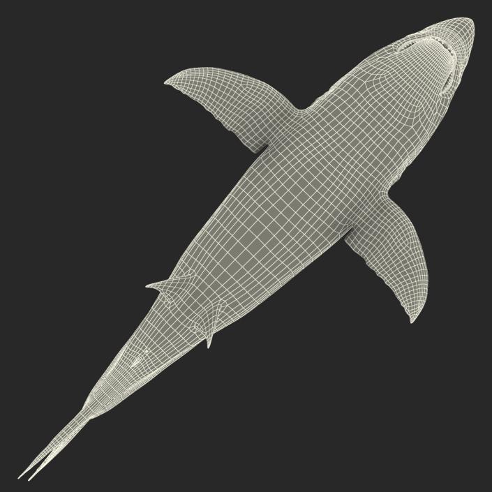 Great White Shark Rigged 3D model