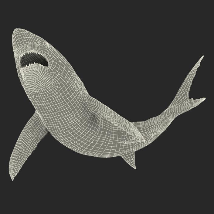 Great White Shark Rigged 3D model