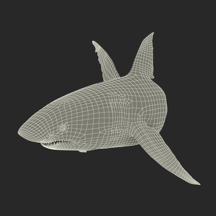 Great White Shark Rigged 3D model