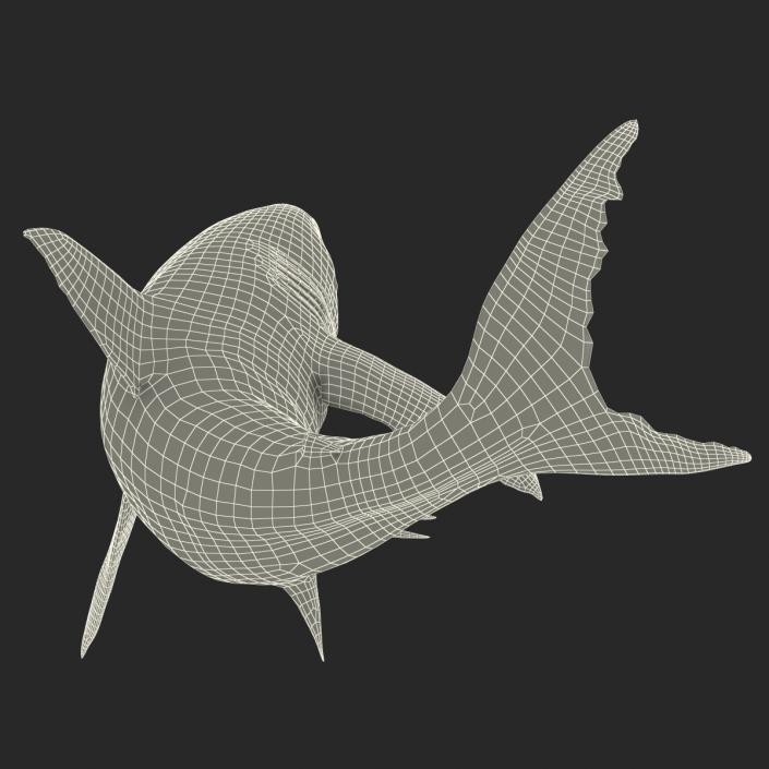 Great White Shark Rigged 3D model