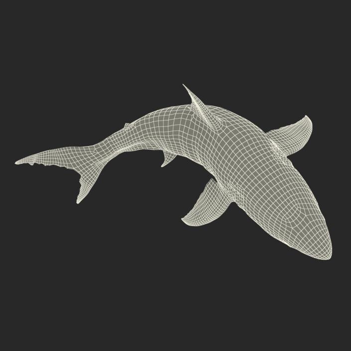 Great White Shark Rigged 3D model