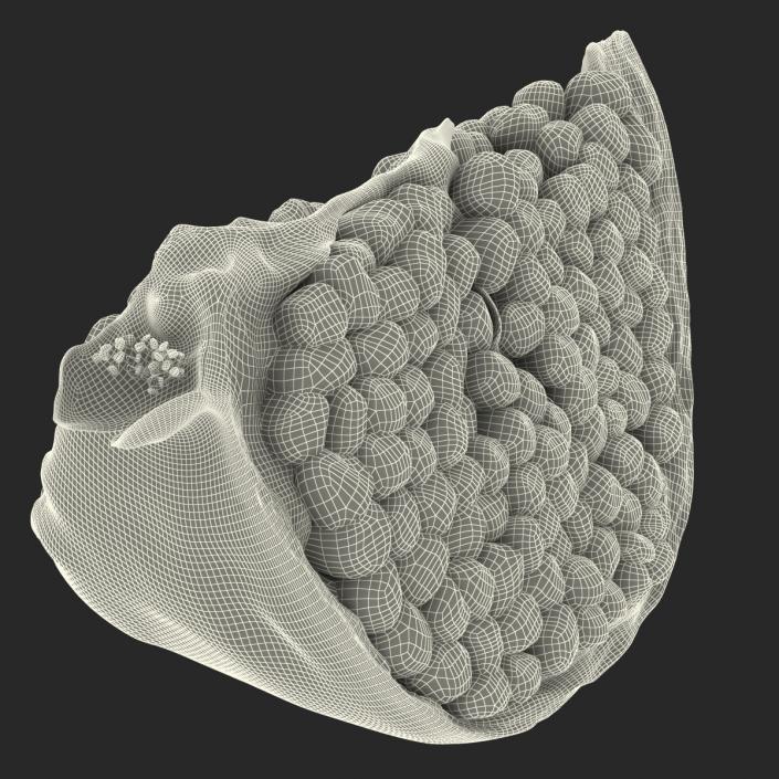 Pomegranate Slice 2 3D model