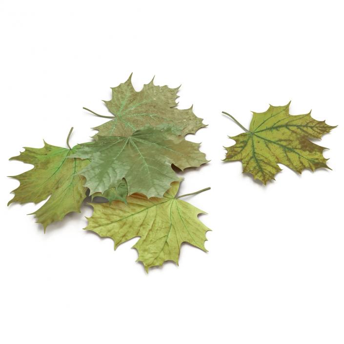 3D Green Maple Leaves model