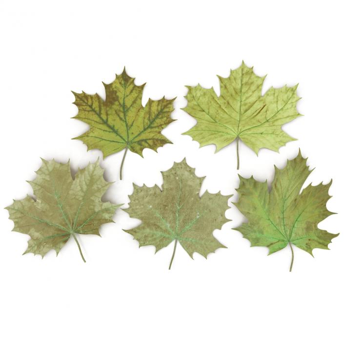 3D Green Maple Leaves model