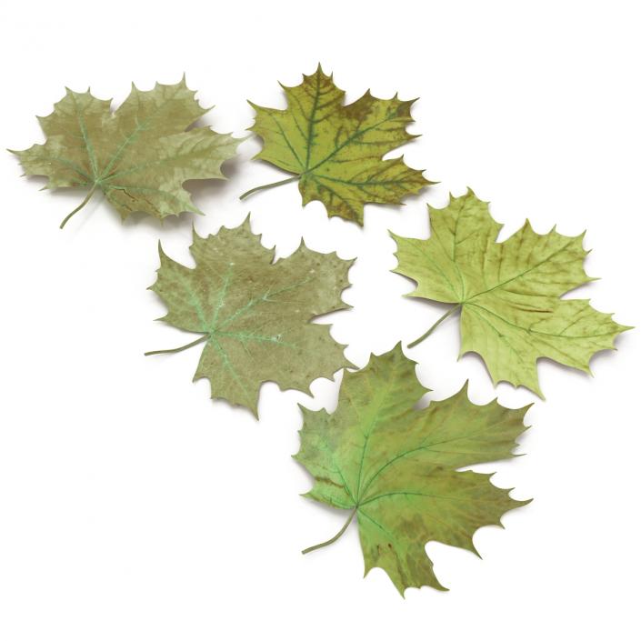 3D Green Maple Leaves model