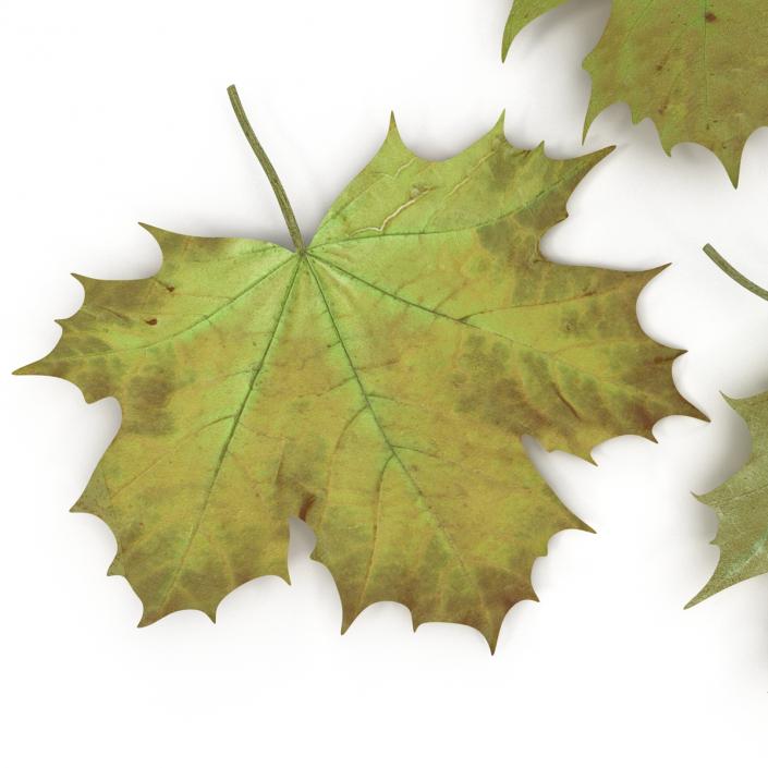 3D Green Maple Leaves model