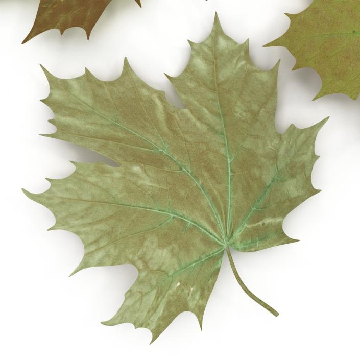 3D Green Maple Leaves model