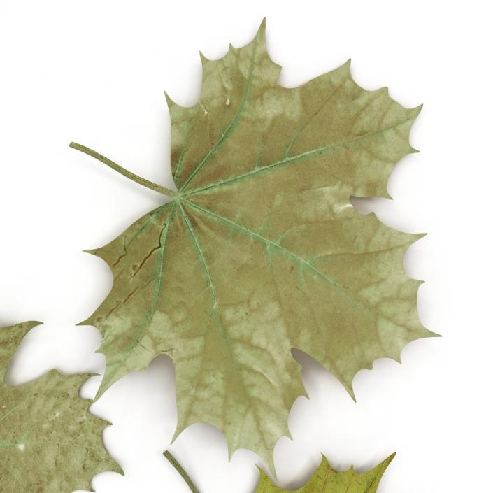 3D Green Maple Leaves model