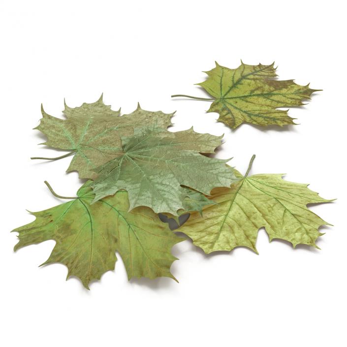 3D Green Maple Leaves model