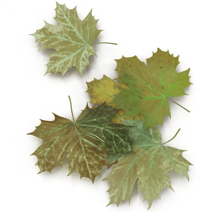 3D Green Maple Leaves model