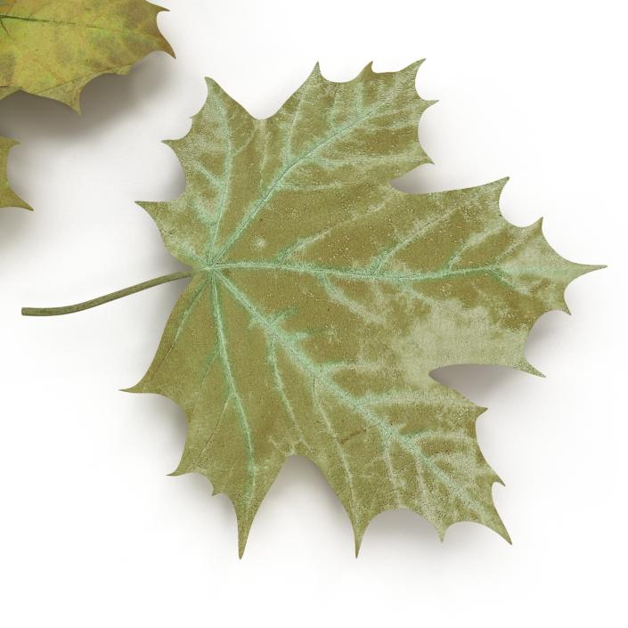 3D Green Maple Leaves model