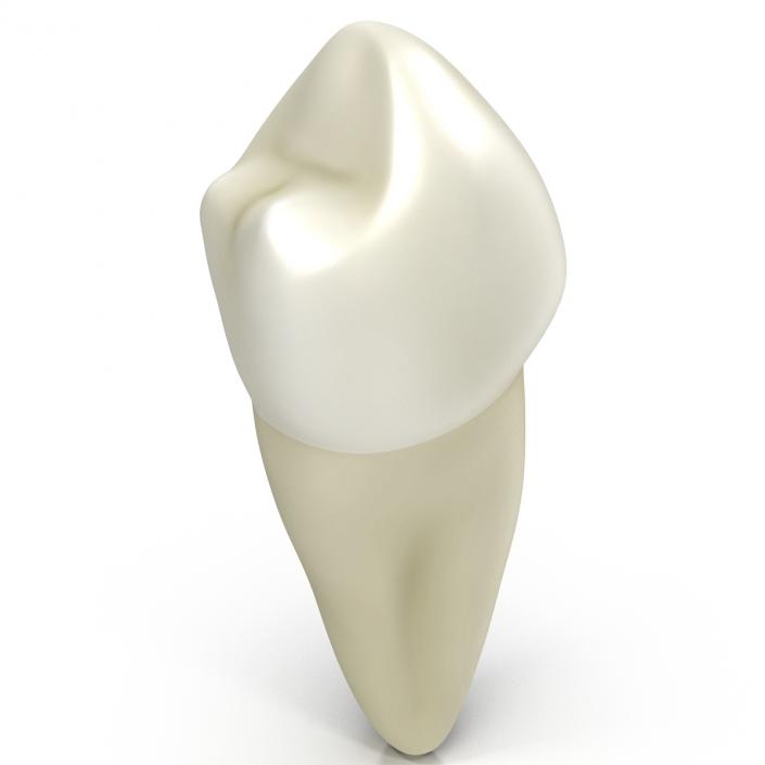 3D model Bicuspid