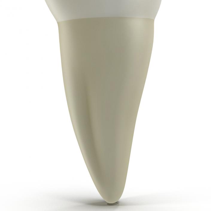 3D model Bicuspid