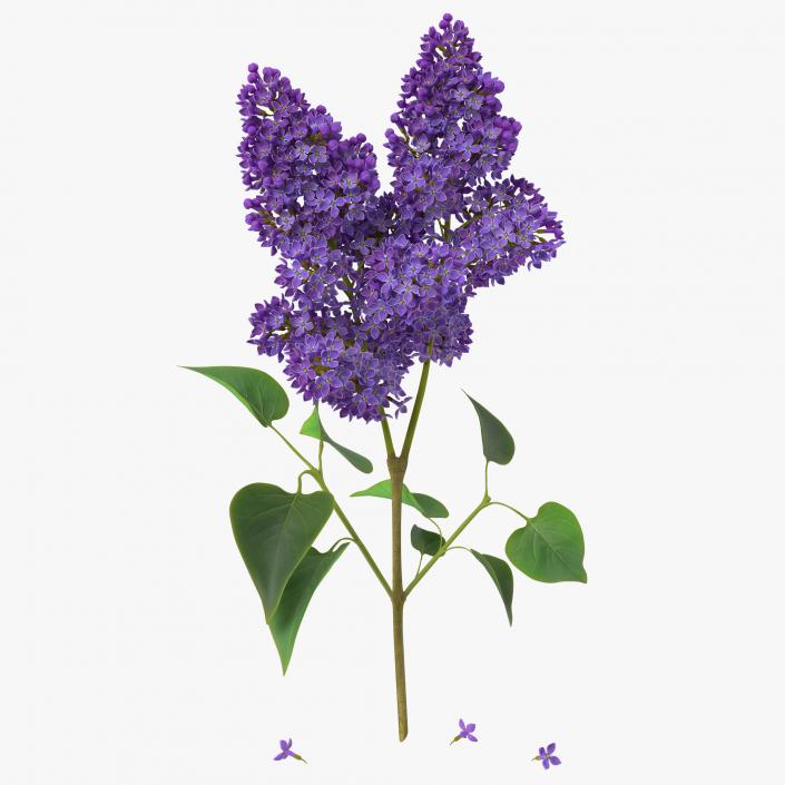 3D model Syringa Lilac 2