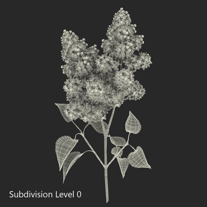 3D model Syringa Lilac 2