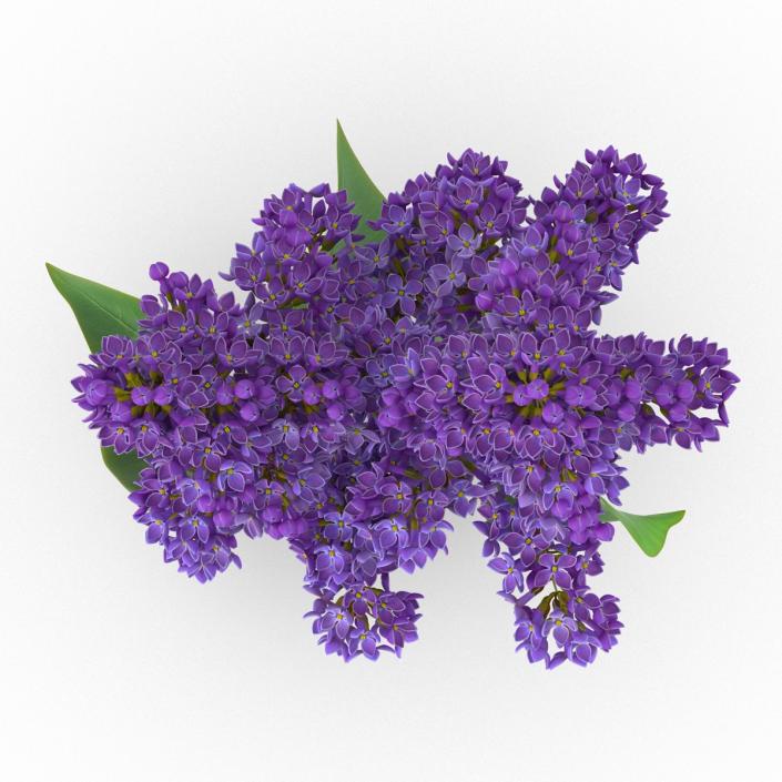 3D model Syringa Lilac 2